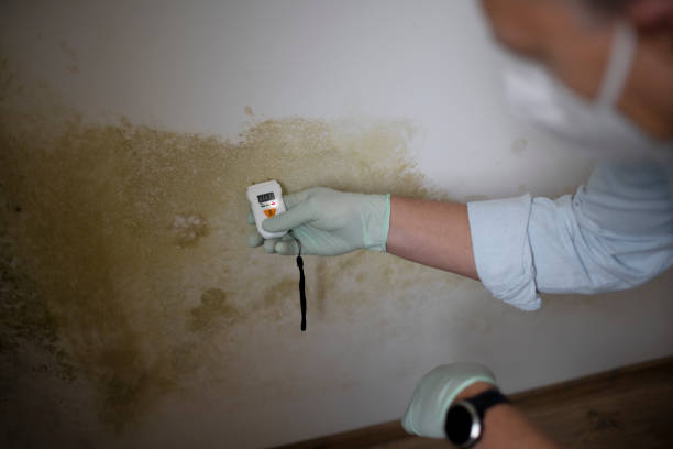 Best Attic Mold Remediation in Marysville, OH