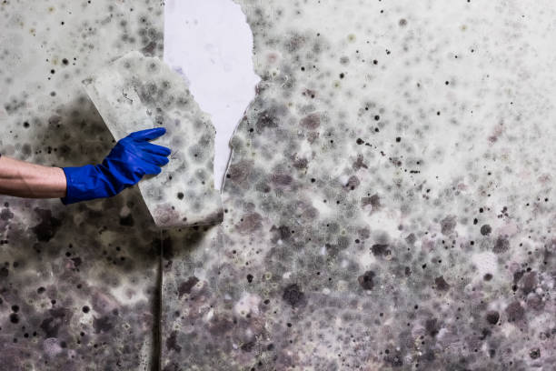 Best Emergency Mold Remediation in Marysville, OH