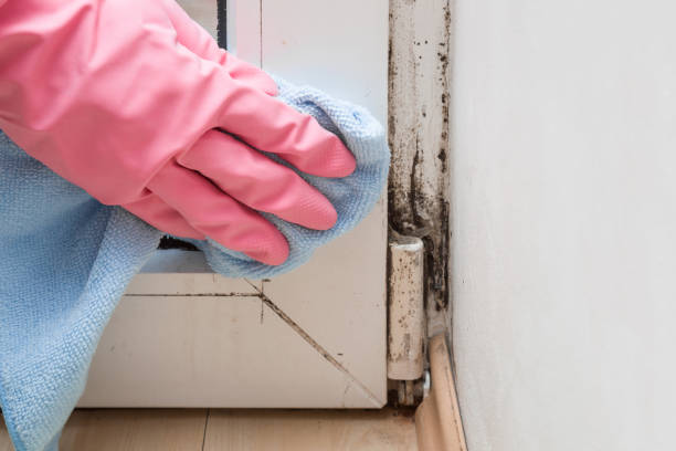 Best Localized Mold Remediation (e.g., coastal areas, humid climates) in Marysville, OH