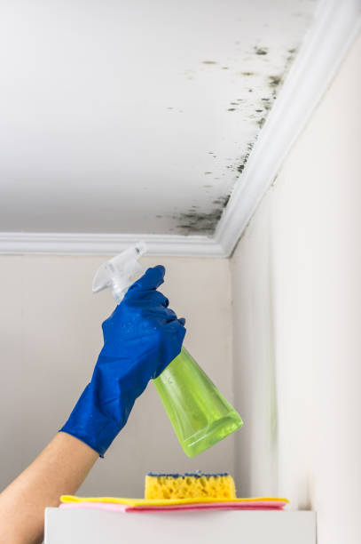 Best Mold Testing and Inspection Services in Marysville, OH