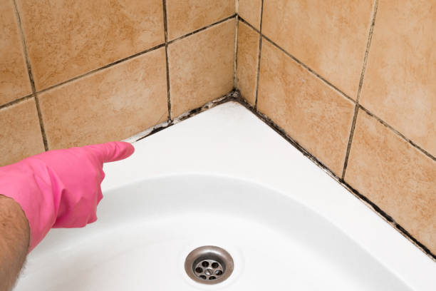 Best Residential Mold Remediation in Marysville, OH